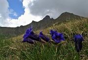 80  Genziana di Koch (Gentiana Kochiana) con vista in Valletto e Tribortoi